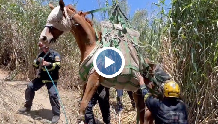 Драматичната спасителна операция е заснета на видео
