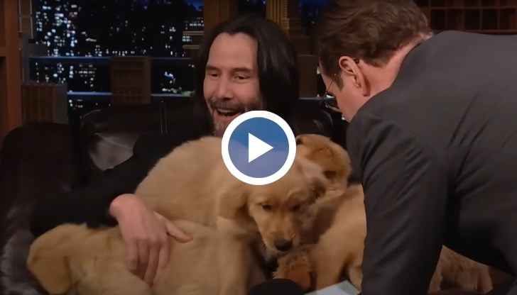 Актьорът гушка 5 малки голдън ретривъри в шоуто на Джими Фалън