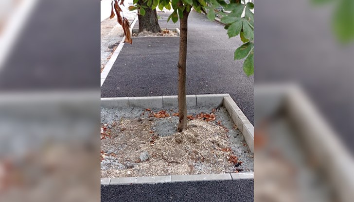 В основата на многогодишните дървета са изсипвани остатъци от бетон и чакъл