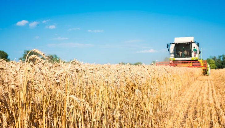 Данните сочат, че добивите са между 500 и 600 килограма от декар Данните сочат, че добивите са между 500 и 600 килограма от декар