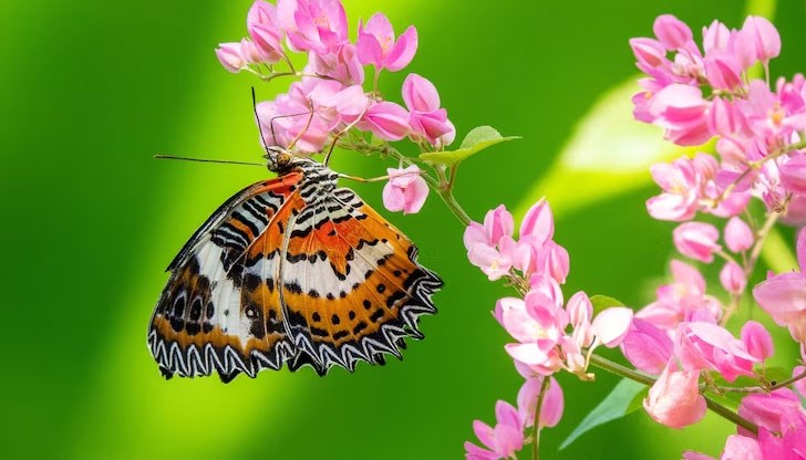 Учените са открили 30 основни градивни блока на ДНК, които съществуват при всички пеперуди и молци