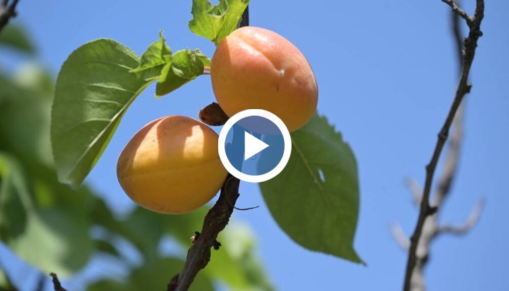 Почти нулева година за мнозина овощари