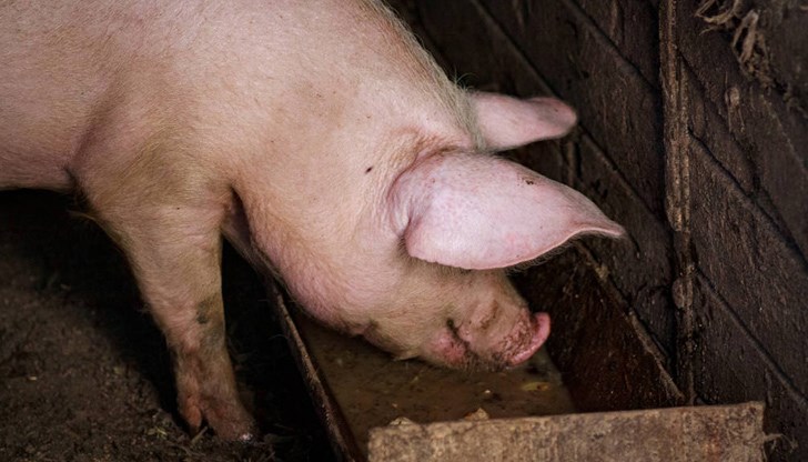 Регистрираха първи случай в България за 2023 година на африканска чума по свинете в монтанско село