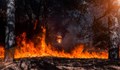 Горските пожари възникват поради човешка небрежност и промени в климата