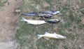 Мъртва риба изплува в река Девинска