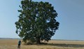 Вековните дървета в Русе и Иваново са в много добро биологично състояние