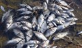 Мръсни фекални води са убили рибата в река Девинска
