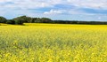 РИОСВ не откри ГМО в пшеницата и рапицата край Русе