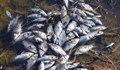 Умрялата риба в река Девинска е в следствие на неработещи помпи