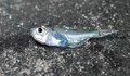 Заустване на отпадни води в река Девинска уби стотици риби