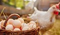 Яйца и пилешко - двойно по-скъпи, ако са родно производство