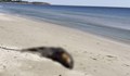 Мъртъв делфин се разлага на плажа край Дуранкулак