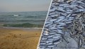 България - мястото, където край плажа вони, а в реката рибата измира