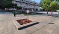Общински служители оставиха бележка с обяснение за отрязано дърво в Русе