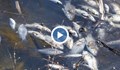 Хиляди умрели риби изплуваха в река Черна в Смолян