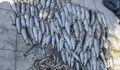 Над 16 чувала с умряла риба изнесоха от река Черна