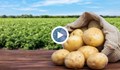 Изчезва ли българският картоф?