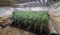 МВР разкри две наркооранжерии край Варна