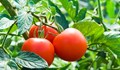 Най-здравословният плод е доматът
