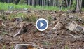 Сигнал за незаконна сеч на Витоша