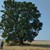 Вековните дървета в Русе и Иваново са в много добро биологично състояние