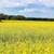 РИОСВ не откри ГМО в пшеницата и рапицата край Русе
