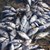 Умрялата риба в река Девинска е в следствие на неработещи помпи