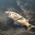 Мъртва риба изплува в река Чепинска