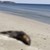 Мъртъв делфин се разлага на плажа край Дуранкулак