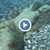 Водолази откриха русалка в Черно море край Приморско