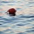 Мъж се удави край Поморие