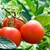 Най-здравословният плод е доматът