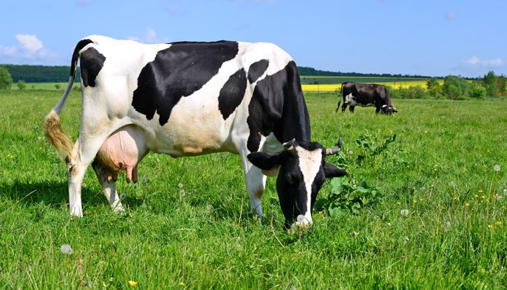 Оригването е основният източник на емисии на метан от говедата