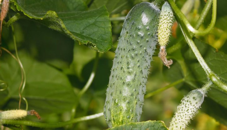 Четири прости трика ще ни помогнат Четири прости трика ще ни помогнат