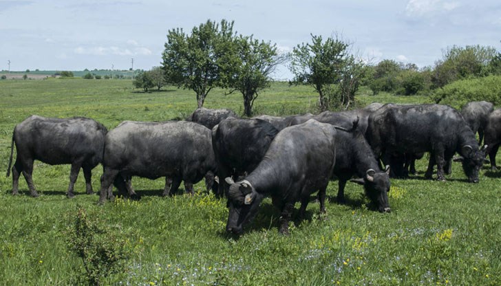 Митко Игнатов от 50 години се занимава с биволовъдство Митко Игнатов от 50 години се занимава с биволовъдство