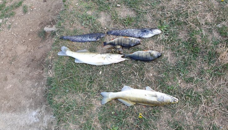 Огромно количество риба е изтровена в река Девинска