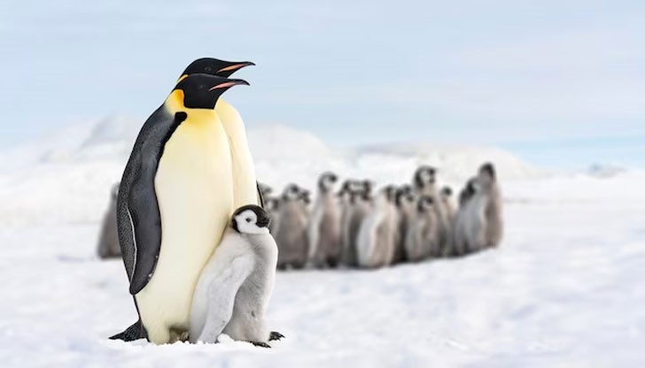 Възможно е императорският пингвин да стане първият полярен вид, изчезнал заради глобалното затопляне