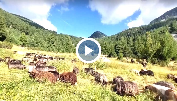 Оказва се, че „овчар“ е професия - изключително сложна и изискваща изключително много умения