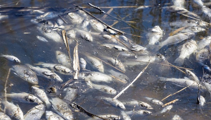 Защо никоя телевизия не пусна репортаж да покаже отровената река с умрялата риба?, пита Иван Бакалов