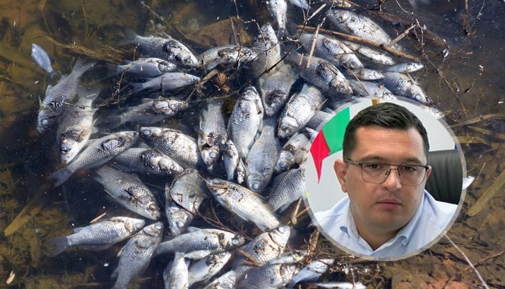 Децата събираха умрялата риба от реката, контролните органи реагираха сравнително бързо