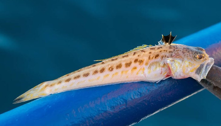 Убождането от отровната риба причинява много силна болка, а при алергия може да доведе до тежки усложнения и дори смърт Убождането от отровната риба причинява много силна болка, а при алергия може да доведе до тежки усложнения и дори смърт