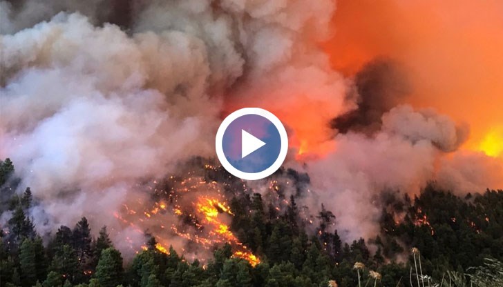 Телата са открити в изгорял горски терен в Еврос