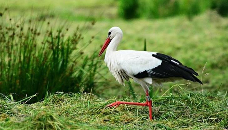 БАБХ: Не са констатирани повишени нива на тежки метали в умрелите щъркели от разградско
