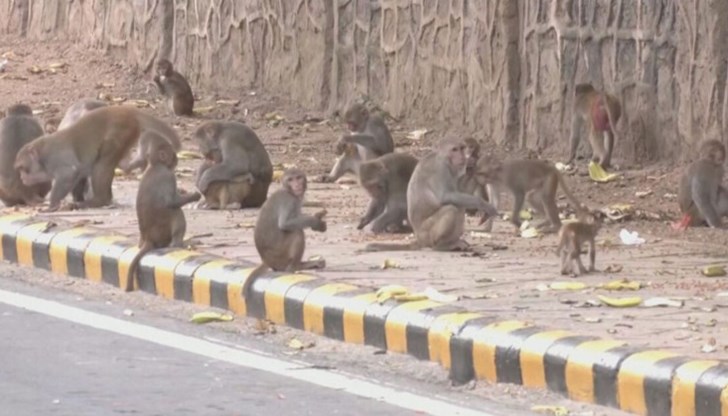 Маймуните представляват опасност за сигурността на високопоставените гости на важен икономически форум