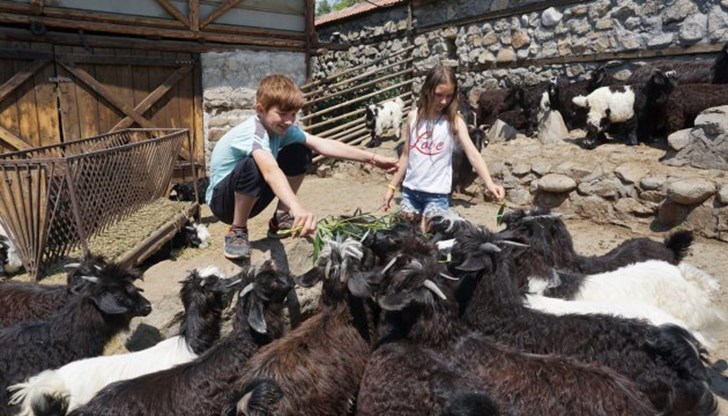 Братята Сидер и Атила Седефчеви, които са художници отглеждат 500 животни от изчезващия вид Братята Сидер и Атила Седефчеви, които са художници отглеждат 500 животни от изчезващия вид