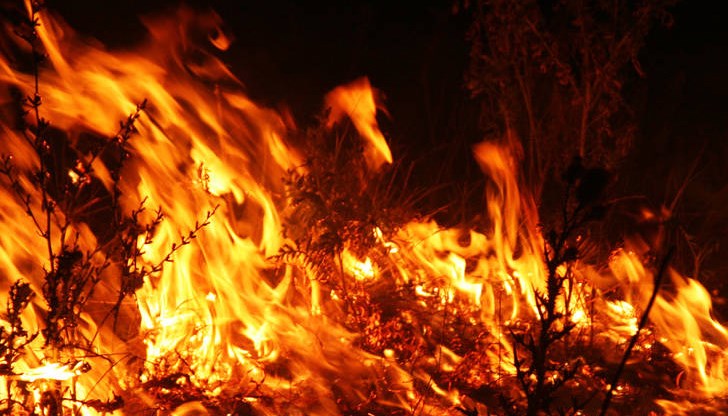 Пламъците са унищожили над хиляда декара борова гора