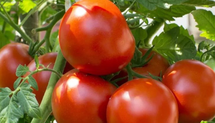 Интересен факт е, че подхранването на доматите със сода може да ги направи по-сладки
