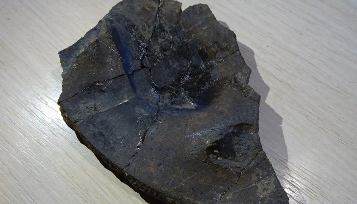 Освен тях палеонтолозите откриха и няколко големи фрагмента от коруби на костенурки