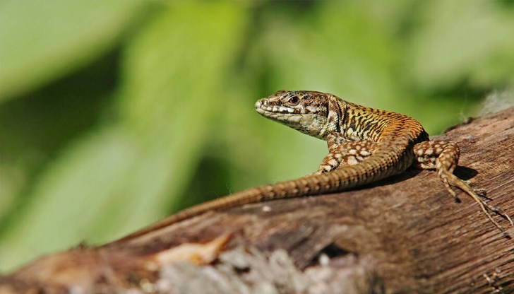 Способността за регенериране на гущерите може да проправи път за революционно лечение при хората