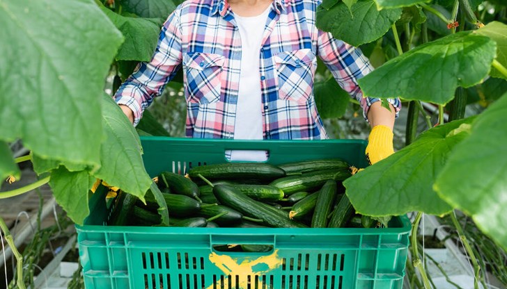 Горчивината показва наличието на йод Горчивината показва наличието на йод